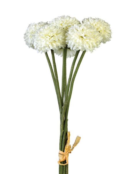 Bouquet of white aster flowers tied 