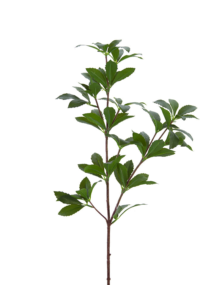 Buckeye Tree Branch