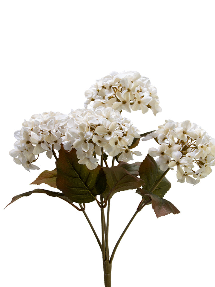 HYDRANGEA BUSH