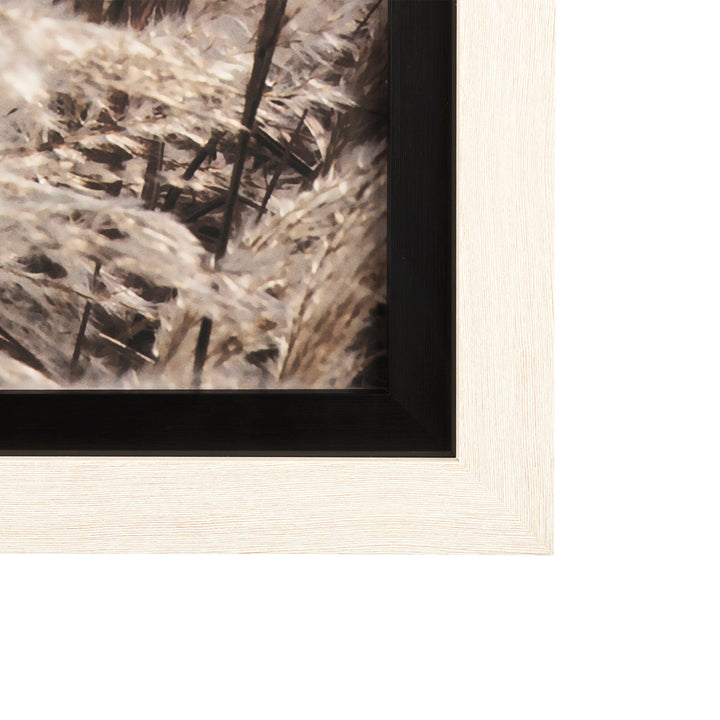 Framed black and white photograph of a natural scene with reeds.