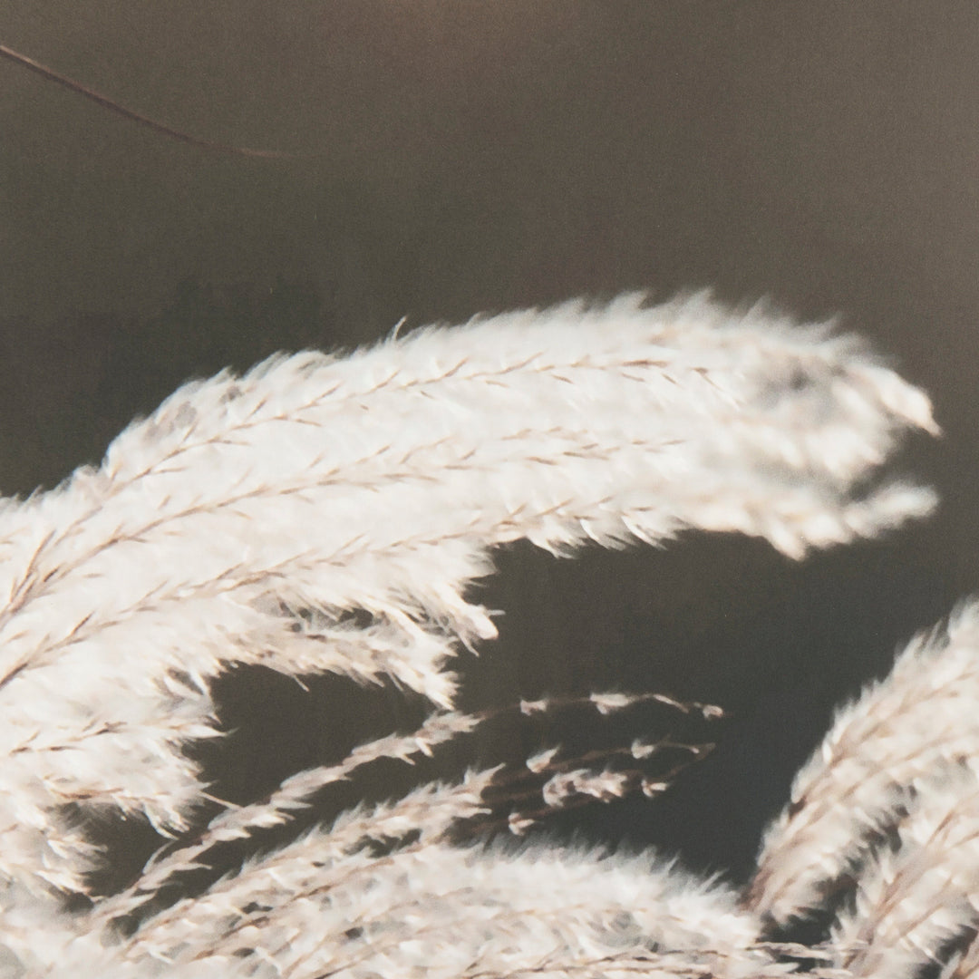 Close-up of white pampas grass against a dark background