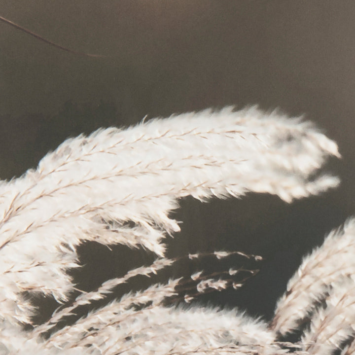 Close-up of white pampas grass against a dark background