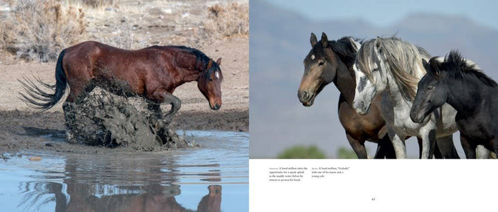 Two images of horses; one in a muddy water hole, the other standing in a natural landscape.