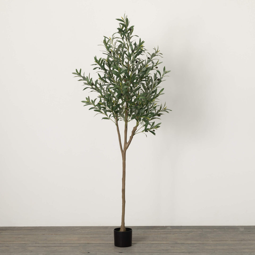 LARGE POTTED OLIVE TREE