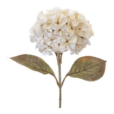 Cream Hydrangea Stem