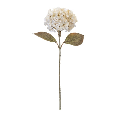 Cream Hydrangea Stem