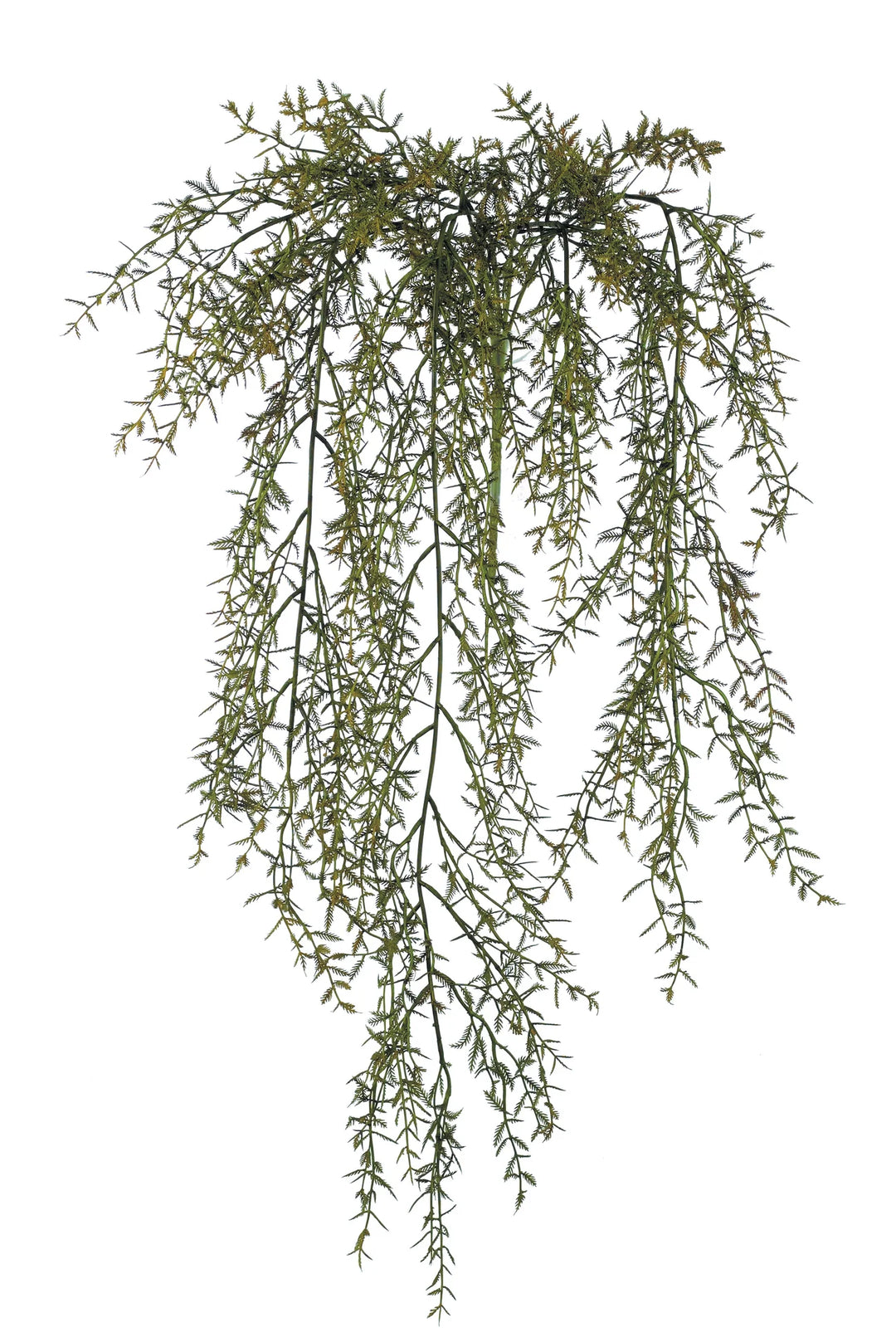 coral leaf fern draping vine stem