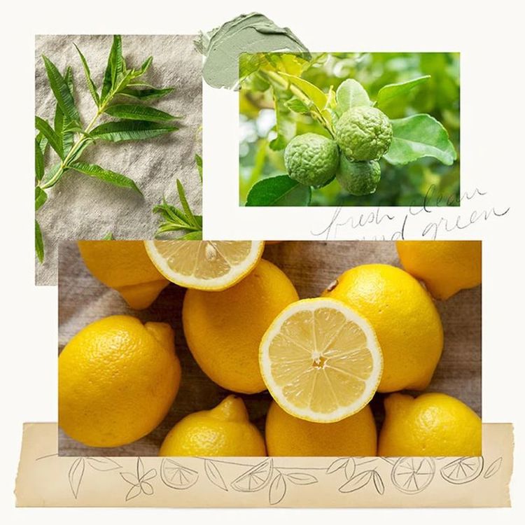 Collage of lemons and lemon leaves with a rustic background