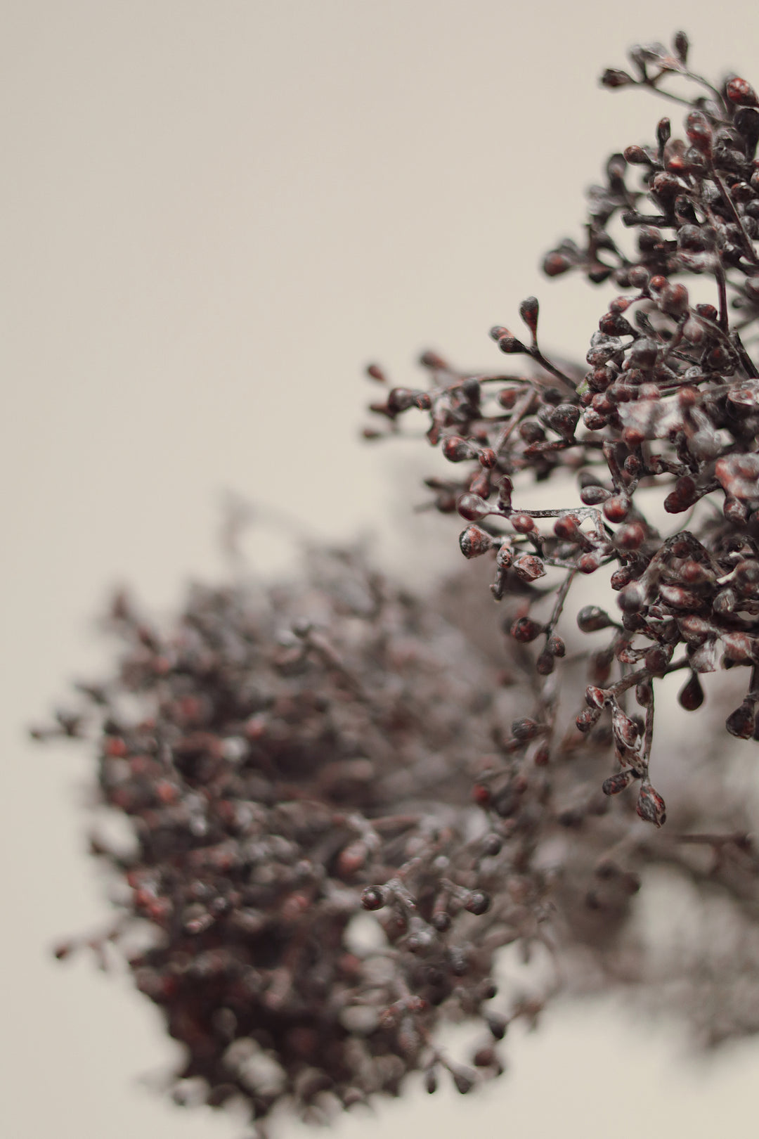 Viburnum Berry Stem