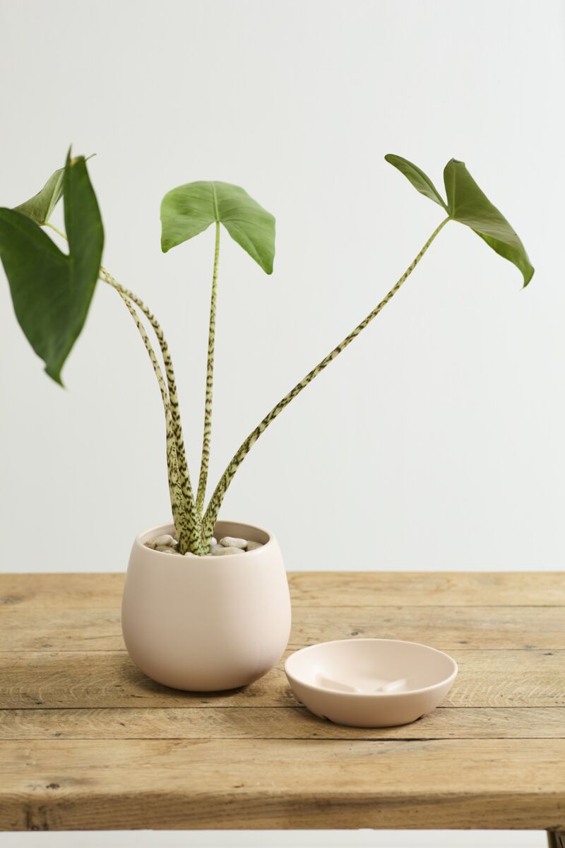 Dalton Pot with Saucer