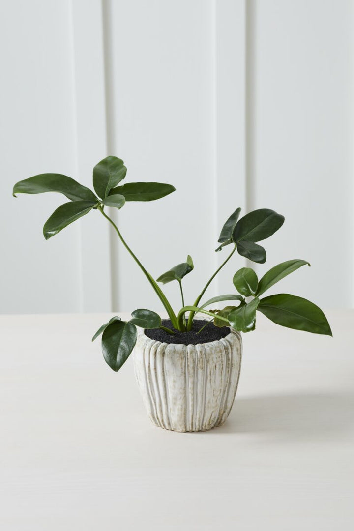Potted plant on a white surface with a light gray background