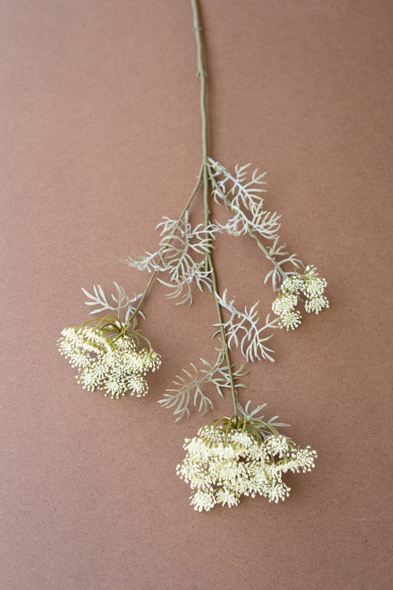 Dried plant with white flowers on a brown background