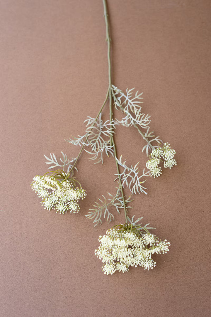 Dried plant with white flowers on a brown background