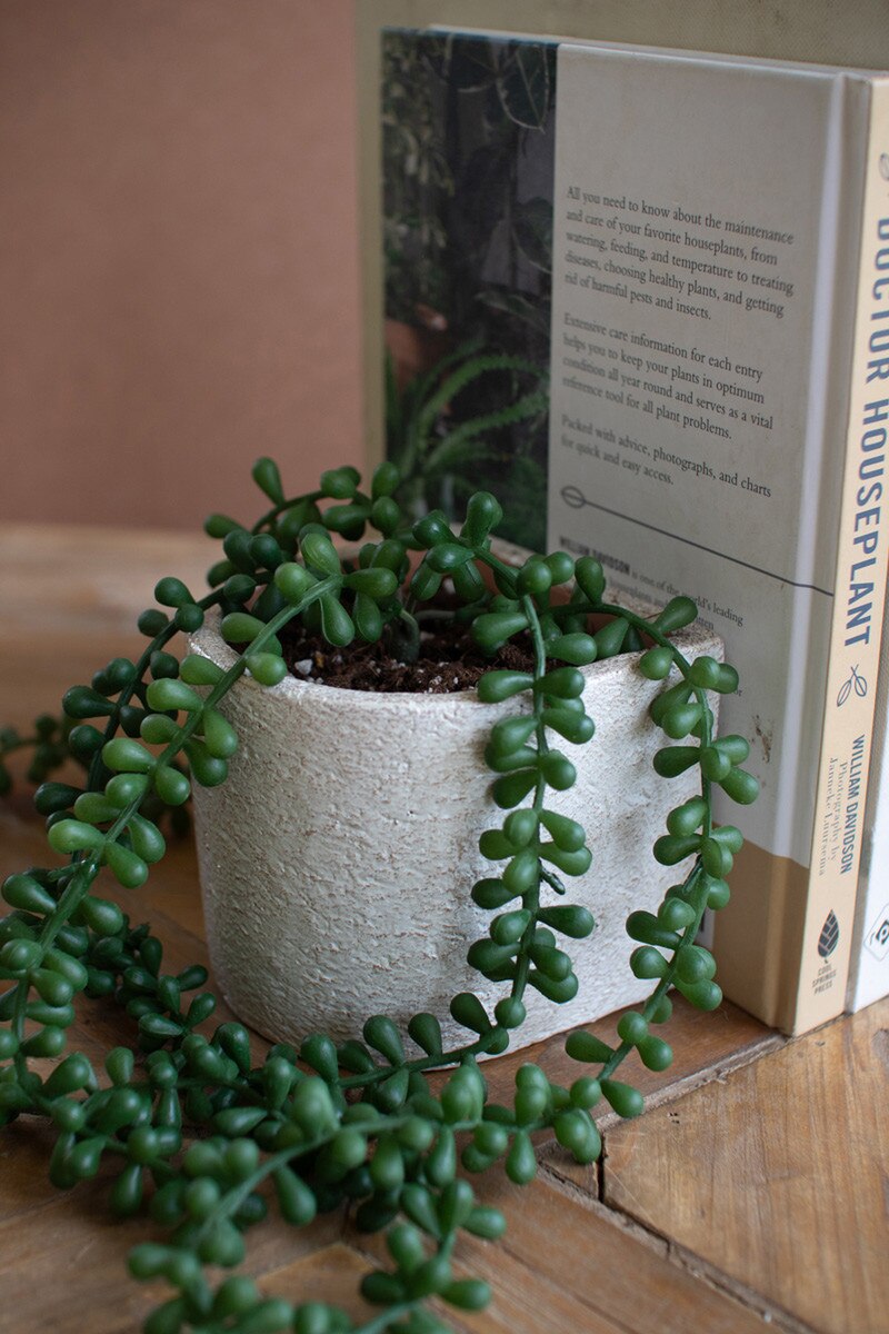 Green succulent plant in a white pot on a wooden surface with a book in the background.