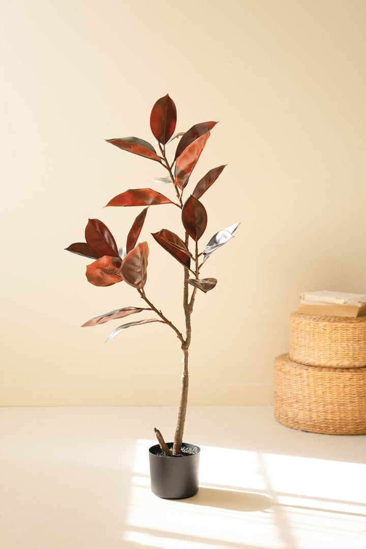 Deep Green Rubber Tree