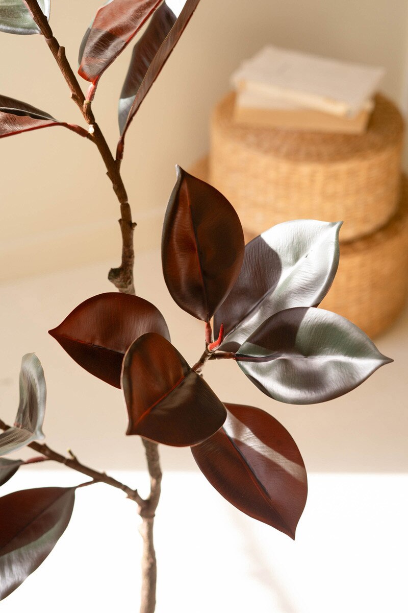 Deep Green Rubber Tree