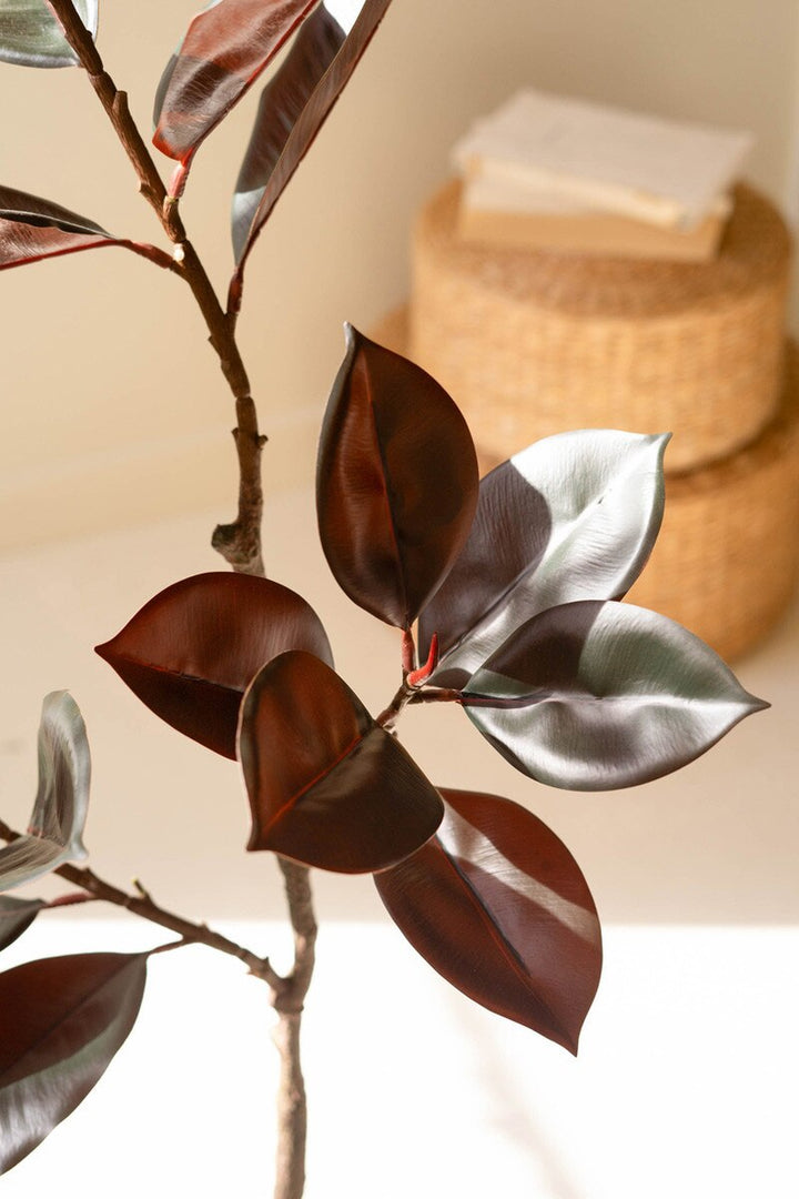 Deep Green Rubber Tree