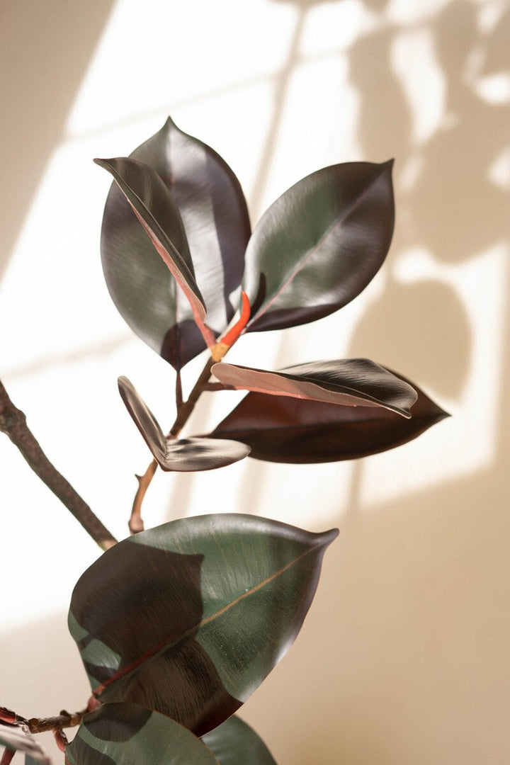 Deep Green Rubber Tree