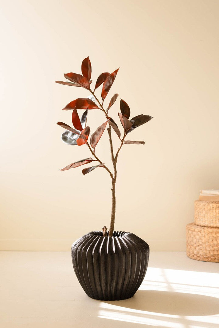 Deep Green Rubber Tree