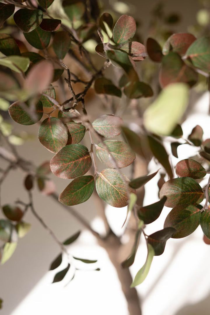 Close-up of green leaves with red veins on a blurred background