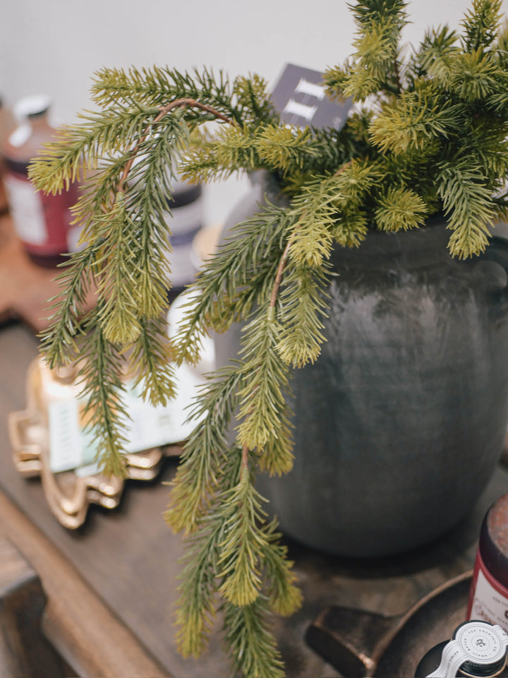 Green draping fir plant 