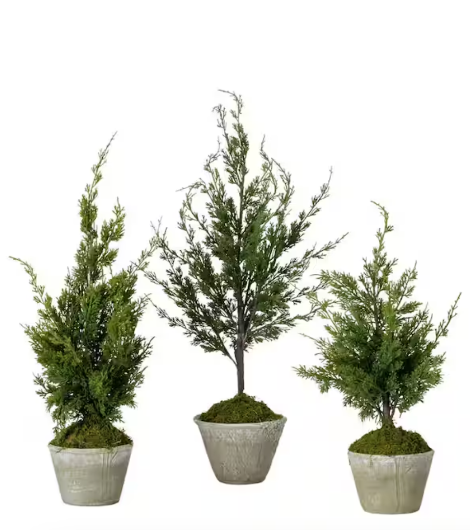 planting cedar trees in pots Cedar Tree in Pot – Shop Holland House