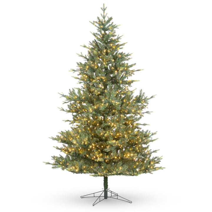 Montana Spruce Tree