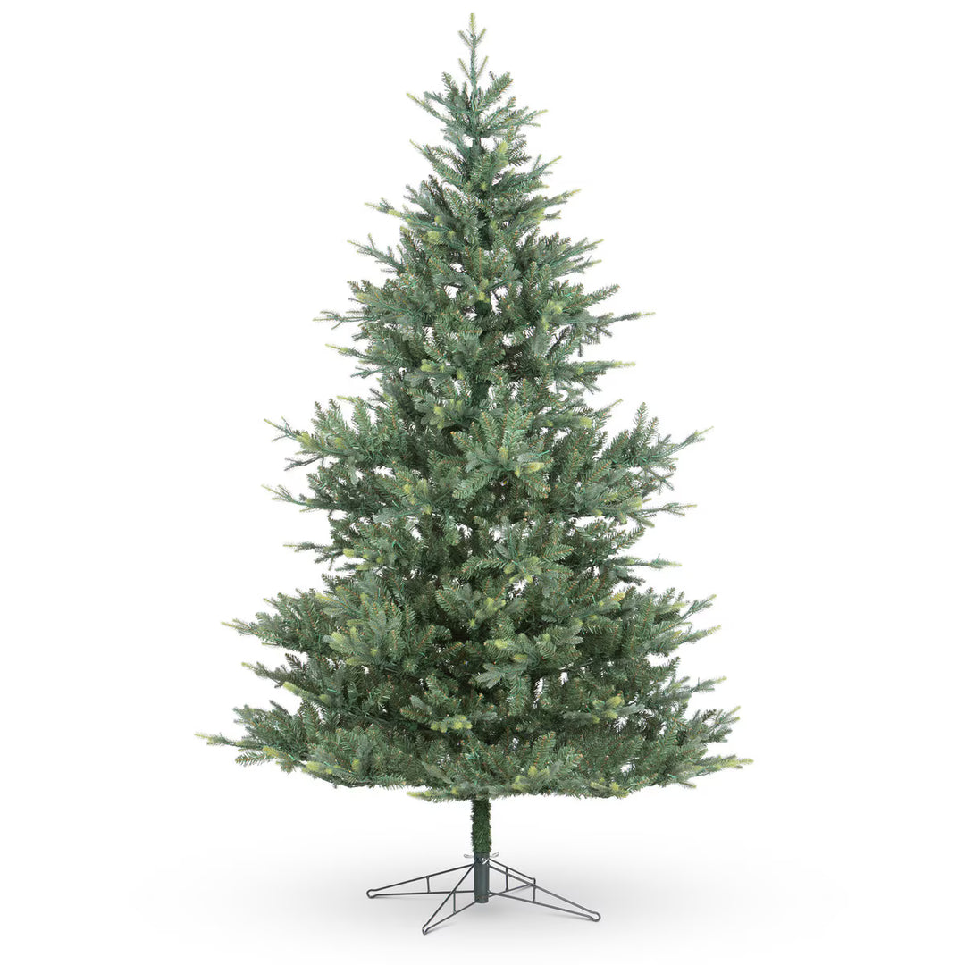 Montana Spruce Tree