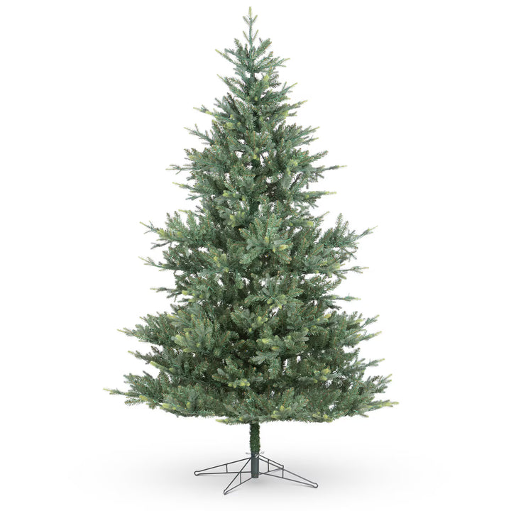 Montana Spruce Tree