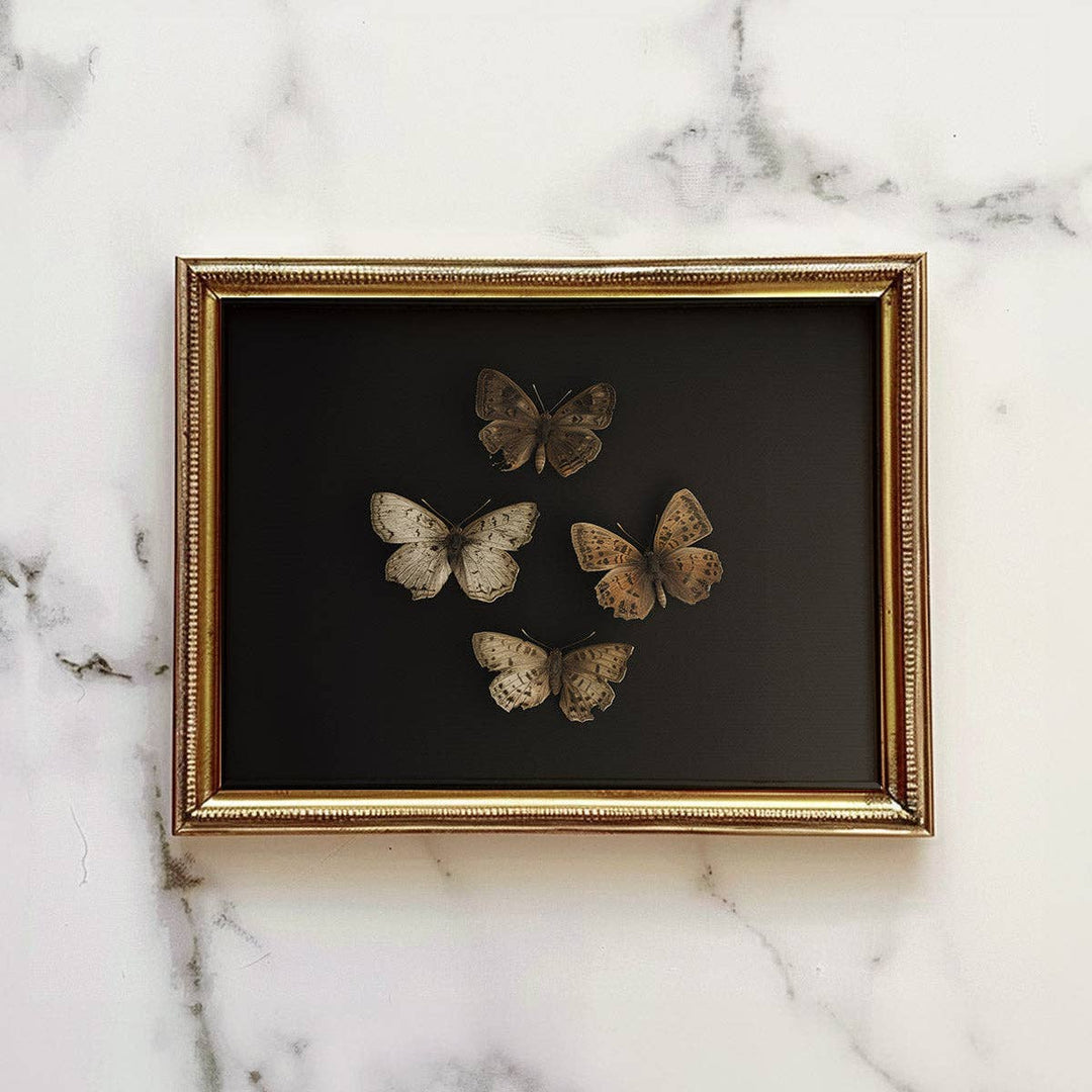 Four Butterflies on Black Victorian Antique Art Print: 5x7