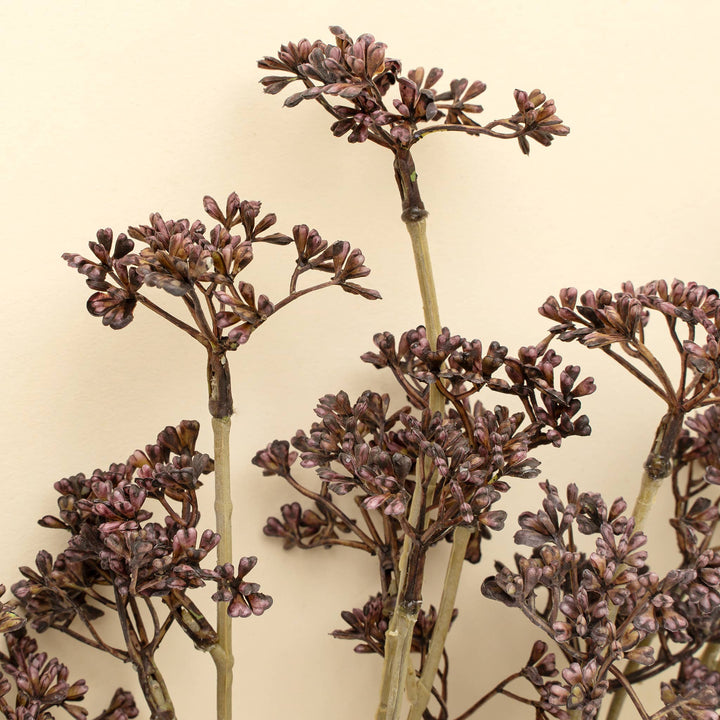 Close-up of dried plant branches with brown flowers on a beige background