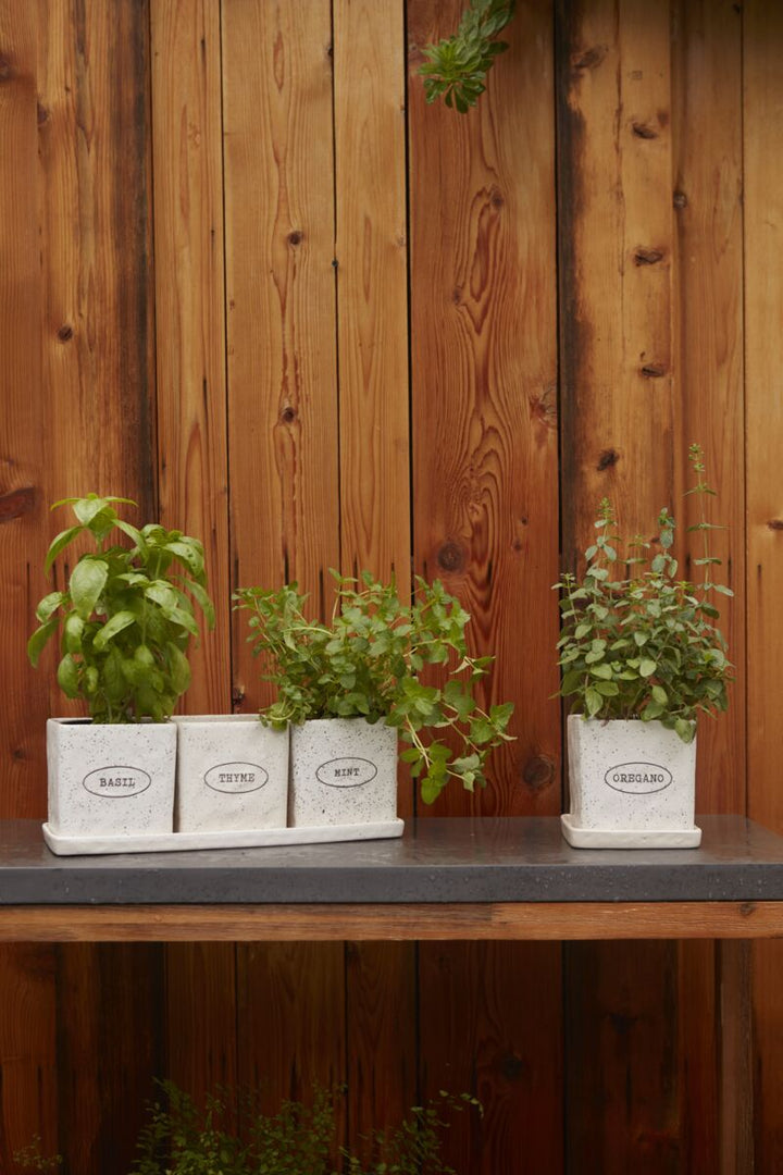 Three potted plants on a wooden surface with a wooden panel background