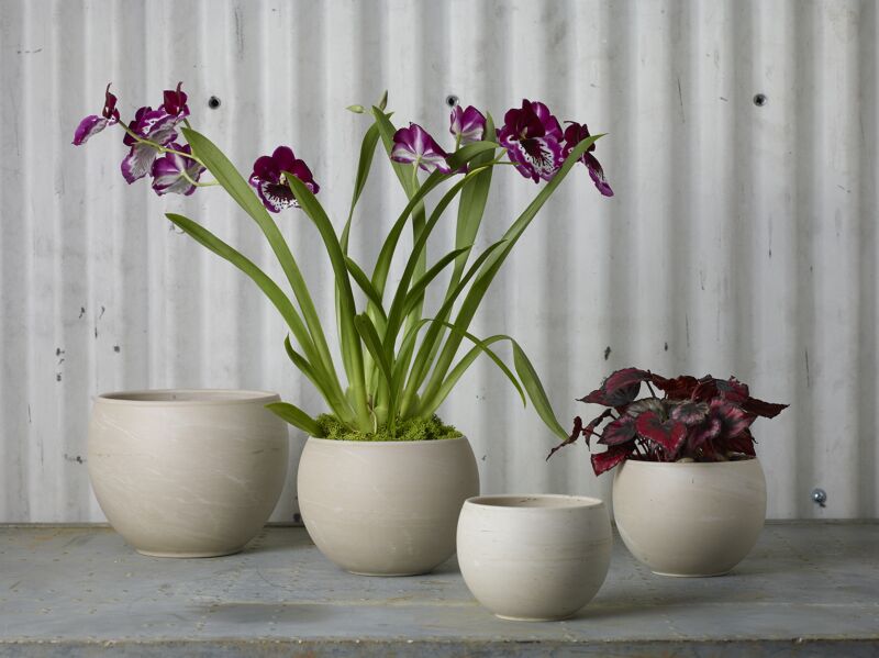 Four potted plants in beige pots against a corrugated metal background