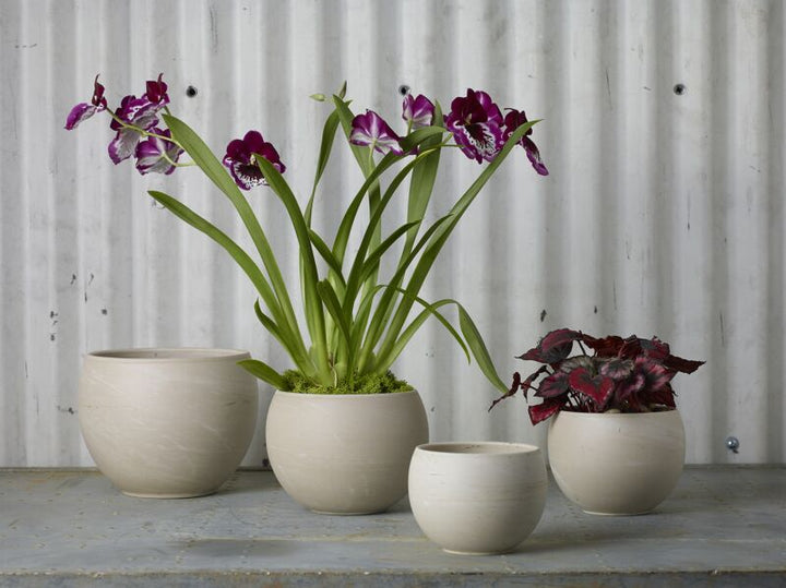 Four potted plants in beige pots against a corrugated metal background