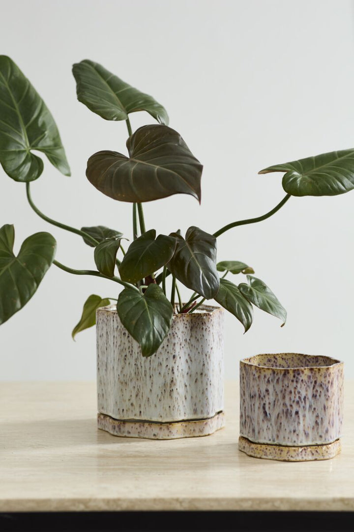 Two ceramic planters with a green leafy plant on a light surface.