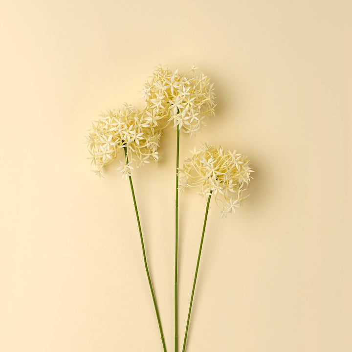 Three white allium flowers with green stems on a beige background