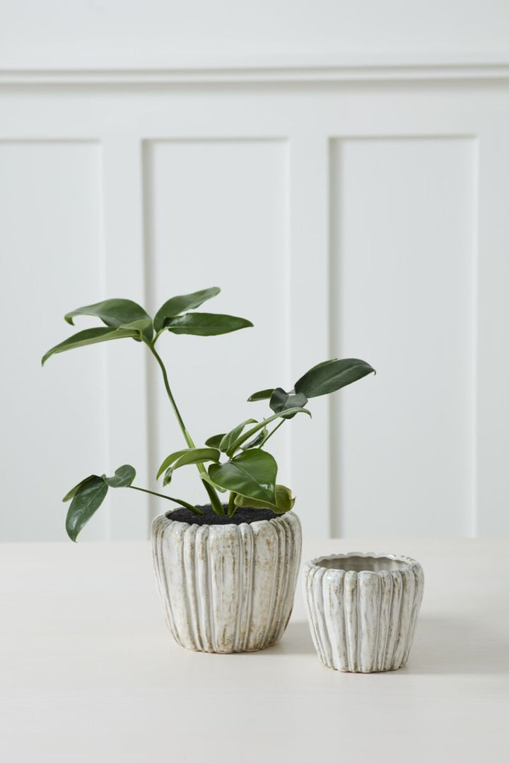 Two potted plants in rustic ceramic pots on a white surface with a white paneled wall background.