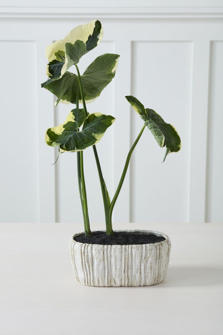 Potted plant with green leaves in a decorative pot on a white background
