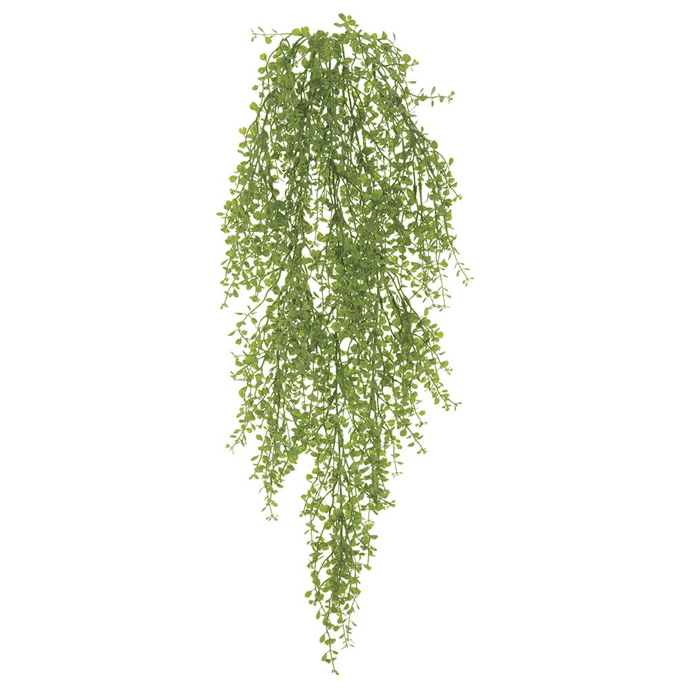 Hanging green plant on a white background