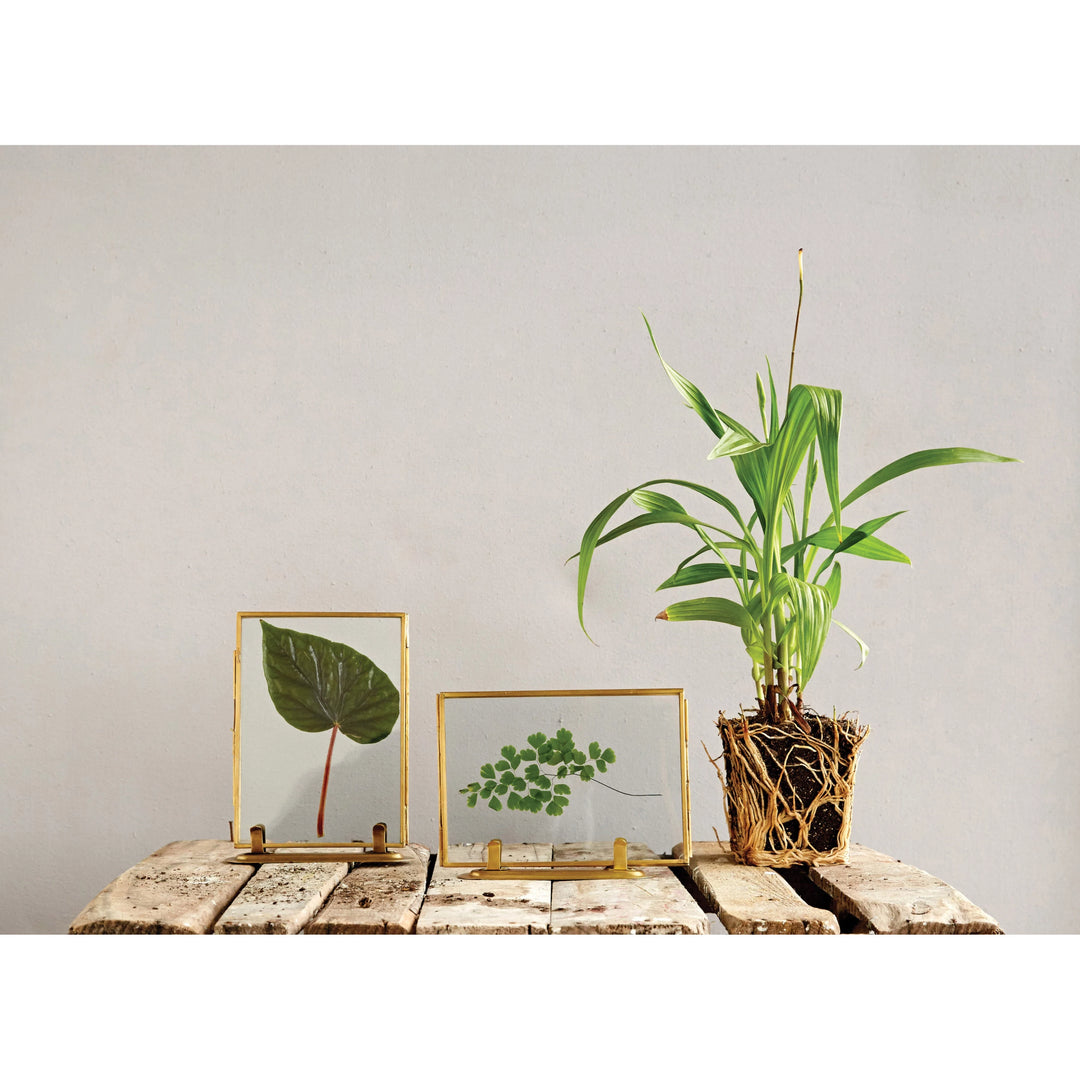 pressed leaves in glass frames with gold edge