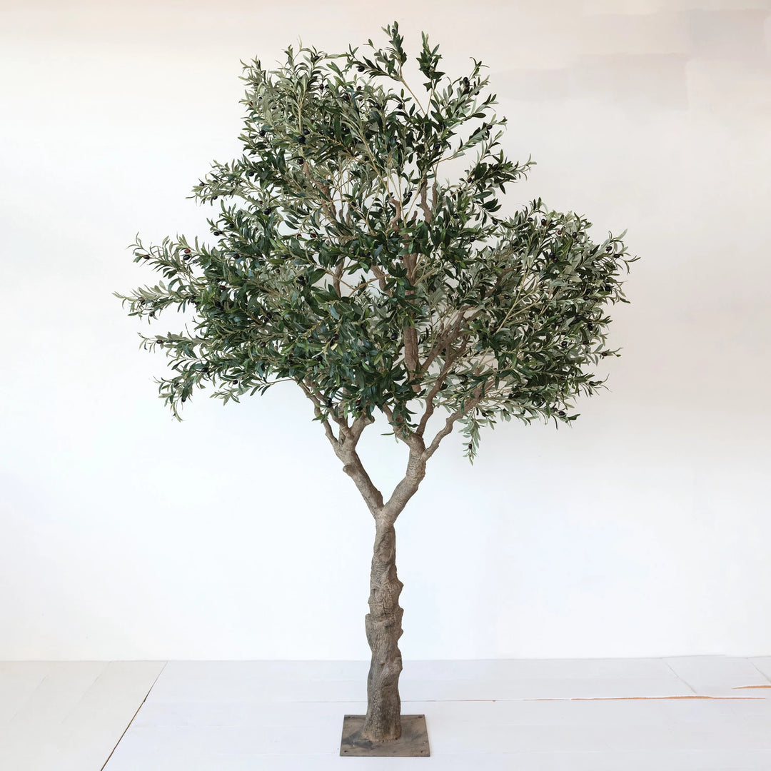 Genesis Olive Tree