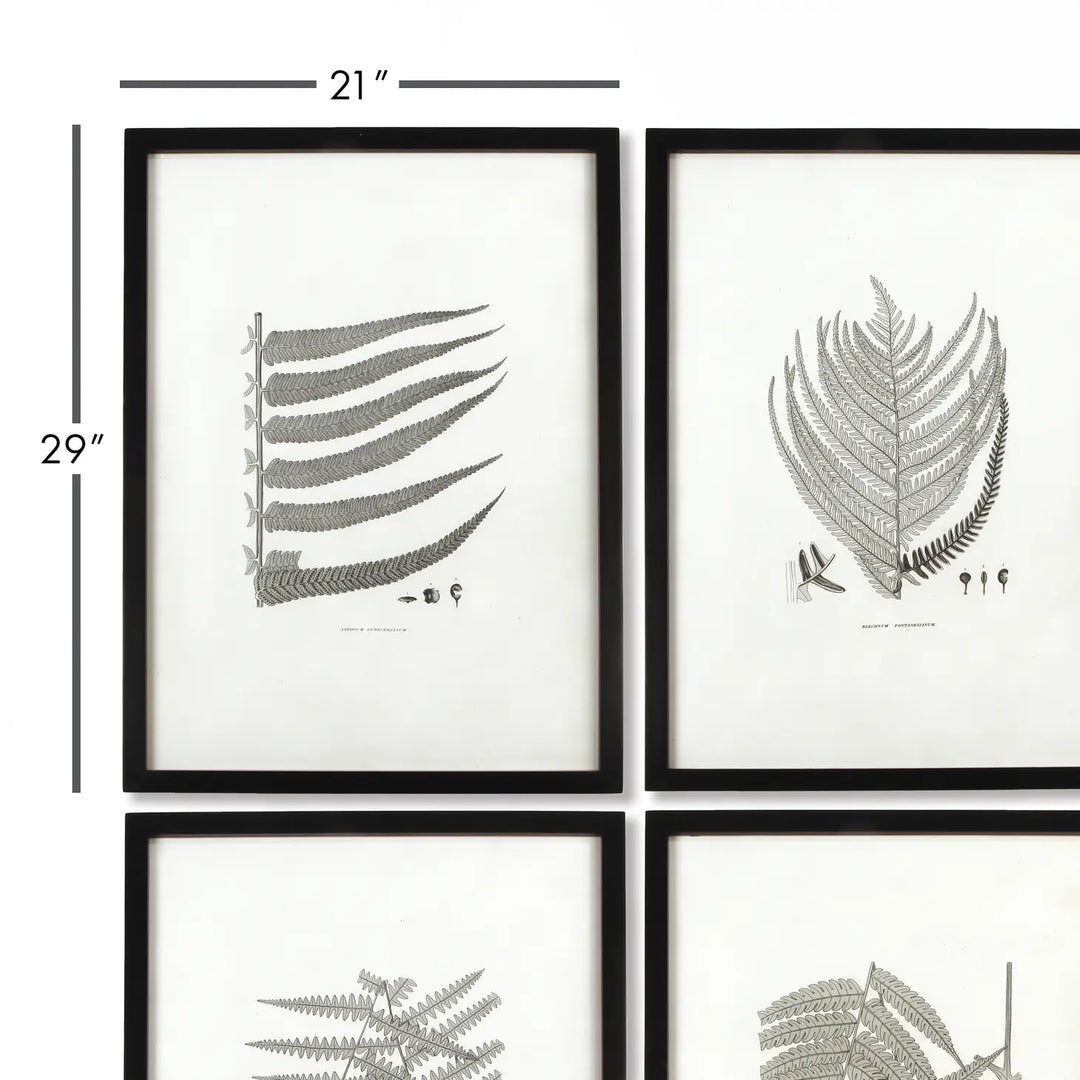 Framed Gray-Tone Fern Prints