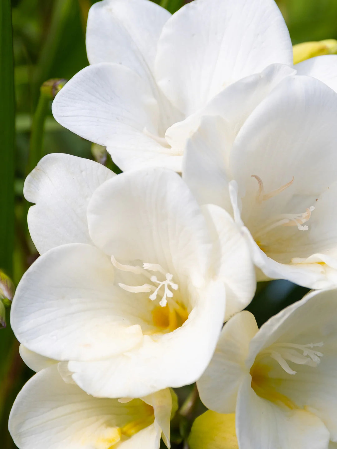 Close-up of white flowers with a blurred green background