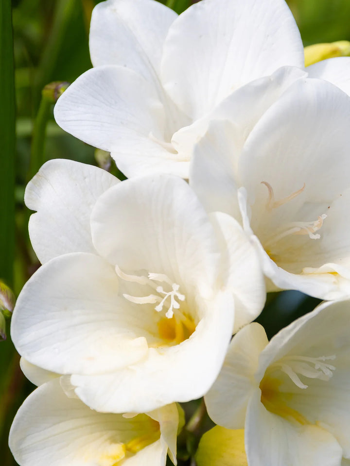 Close-up of white flowers with a blurred green background