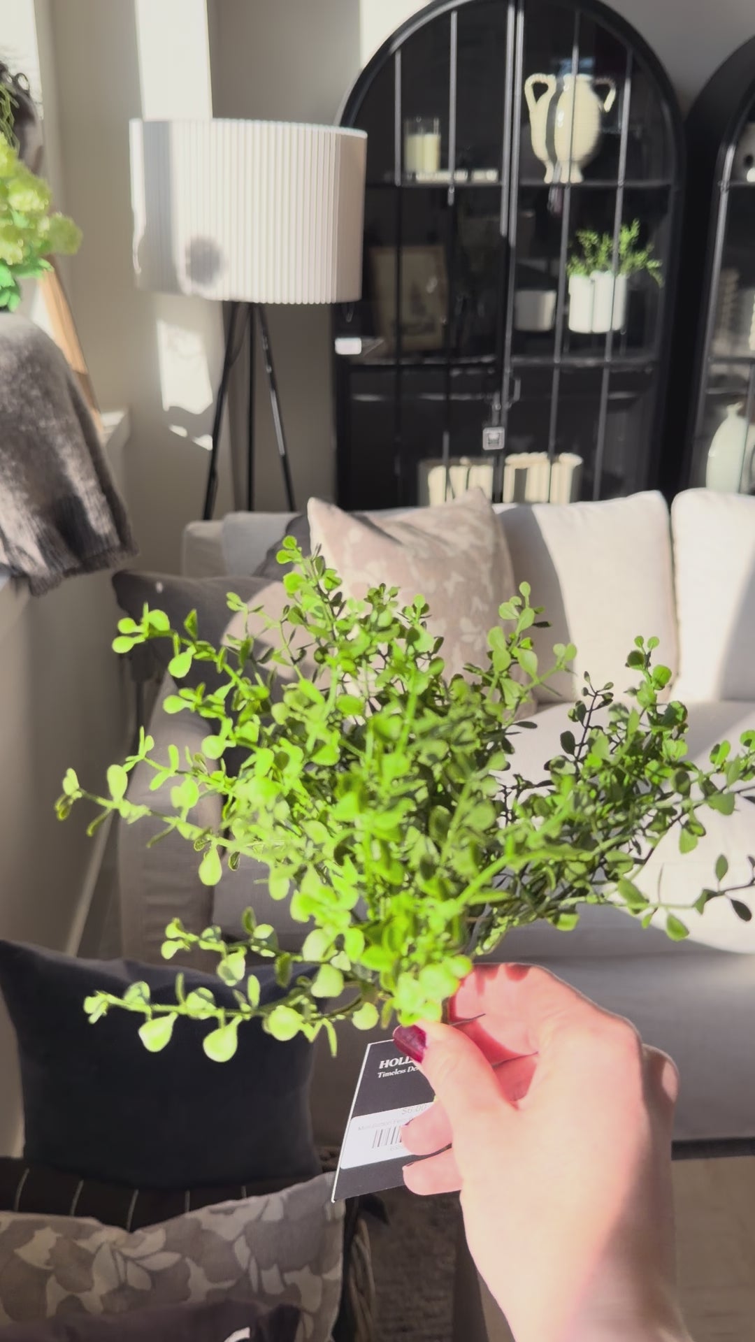 Mini Button Fern Bush