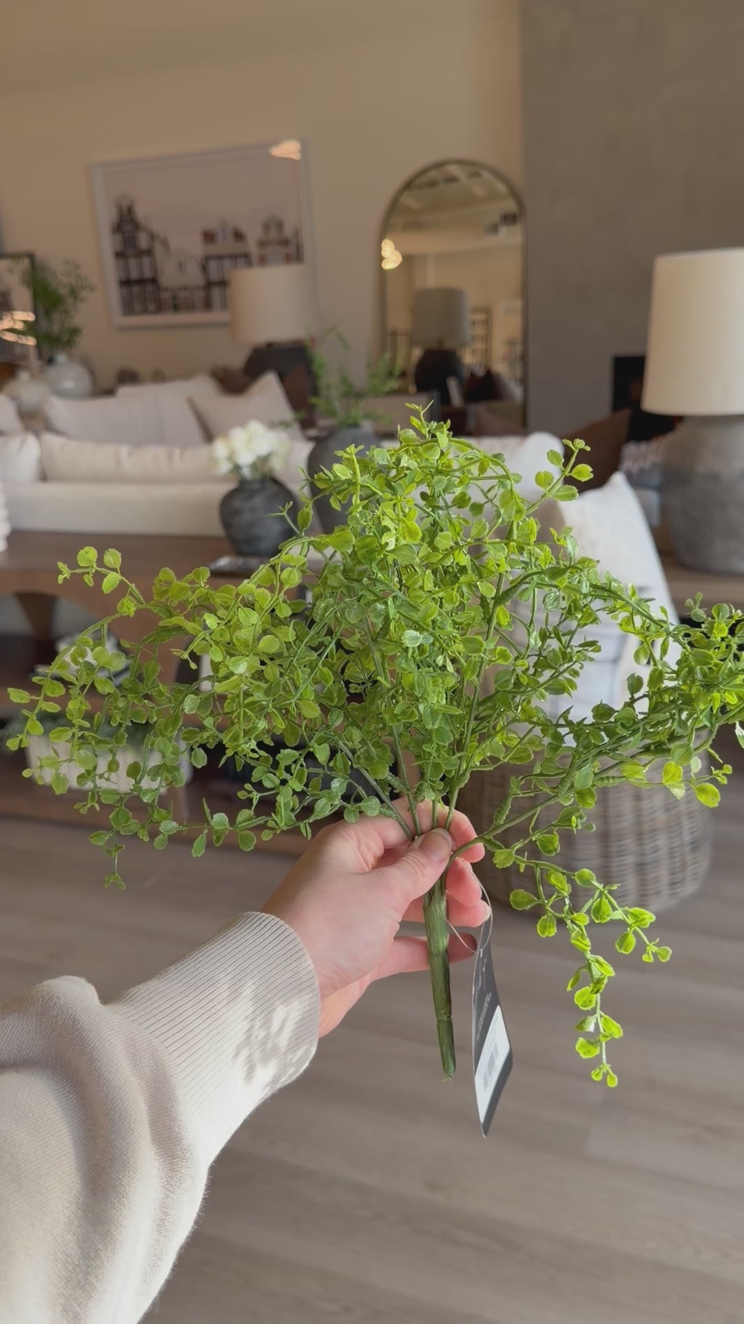 Short Soft Button Fern Bush