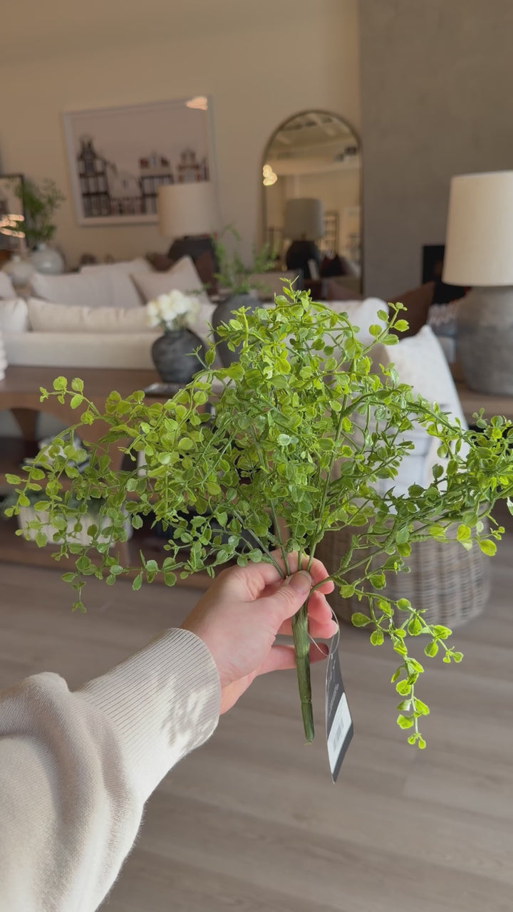 Short Soft Button Fern Bush