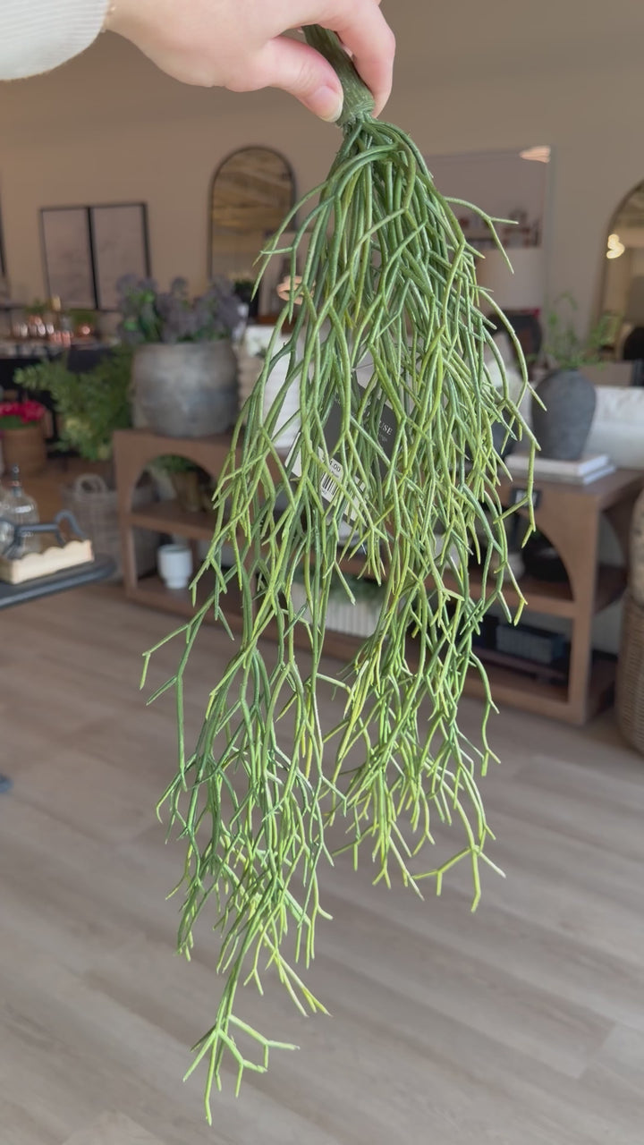 Pencil Cactus Hanging Bush