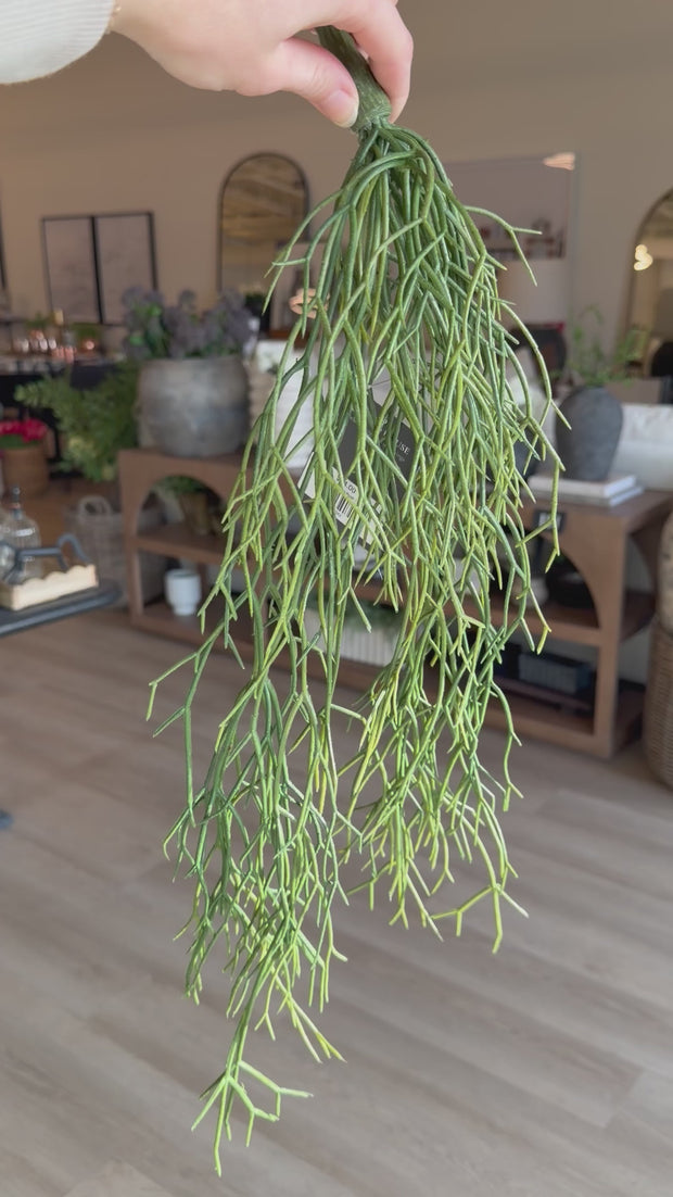 Pencil Cactus Hanging Bush – Shop Holland House
