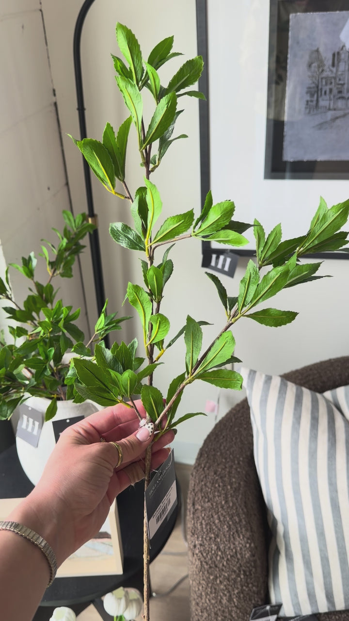 Buckeye Tree Branch
